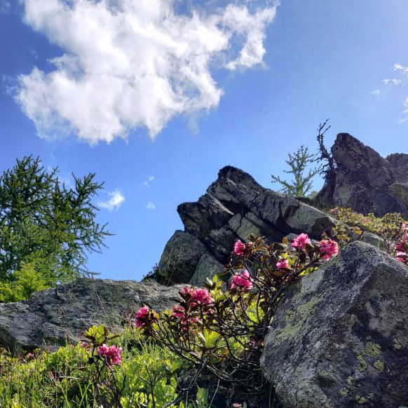 Impression aus der Umgebung von Bellwald